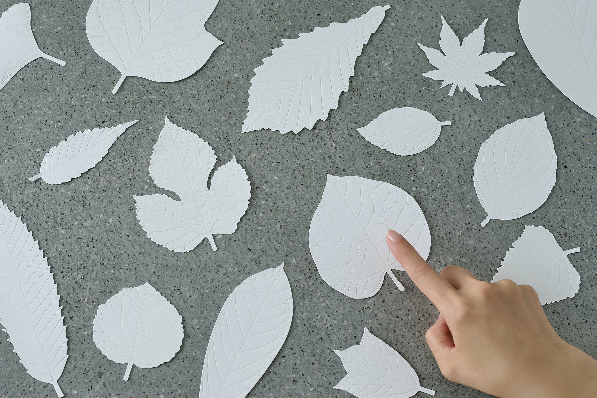 LEAVES