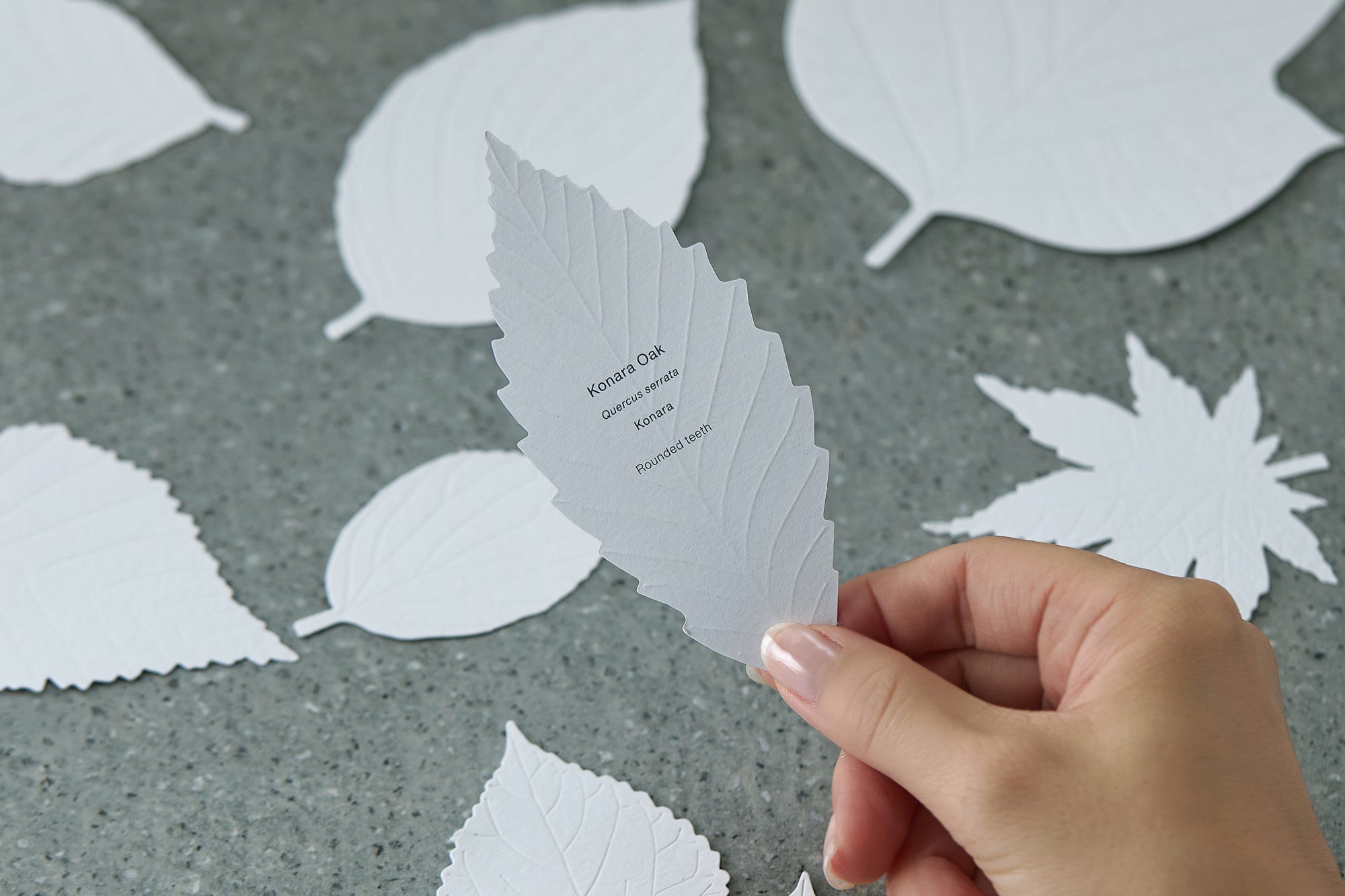 LEAVES