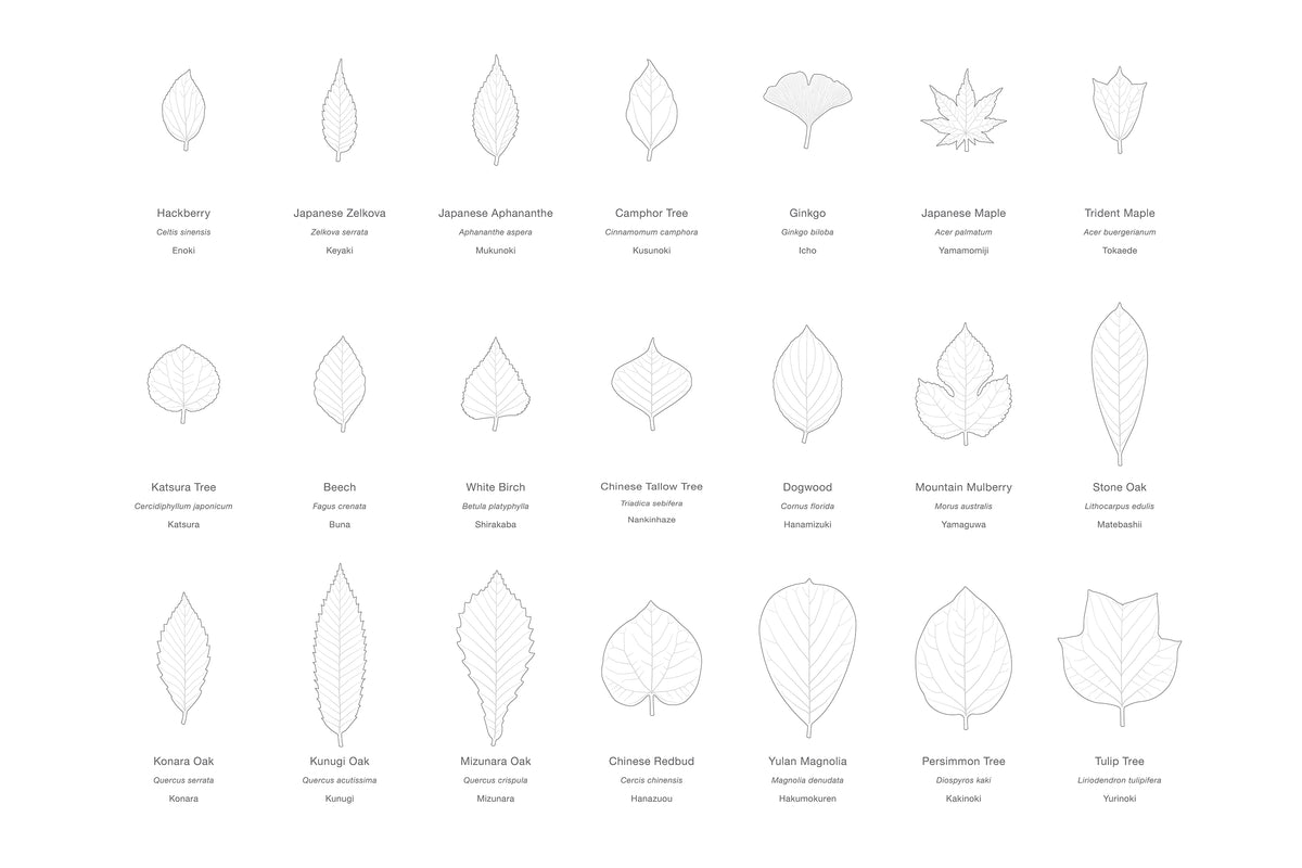 LEAVES